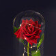 Euwige roos in glas